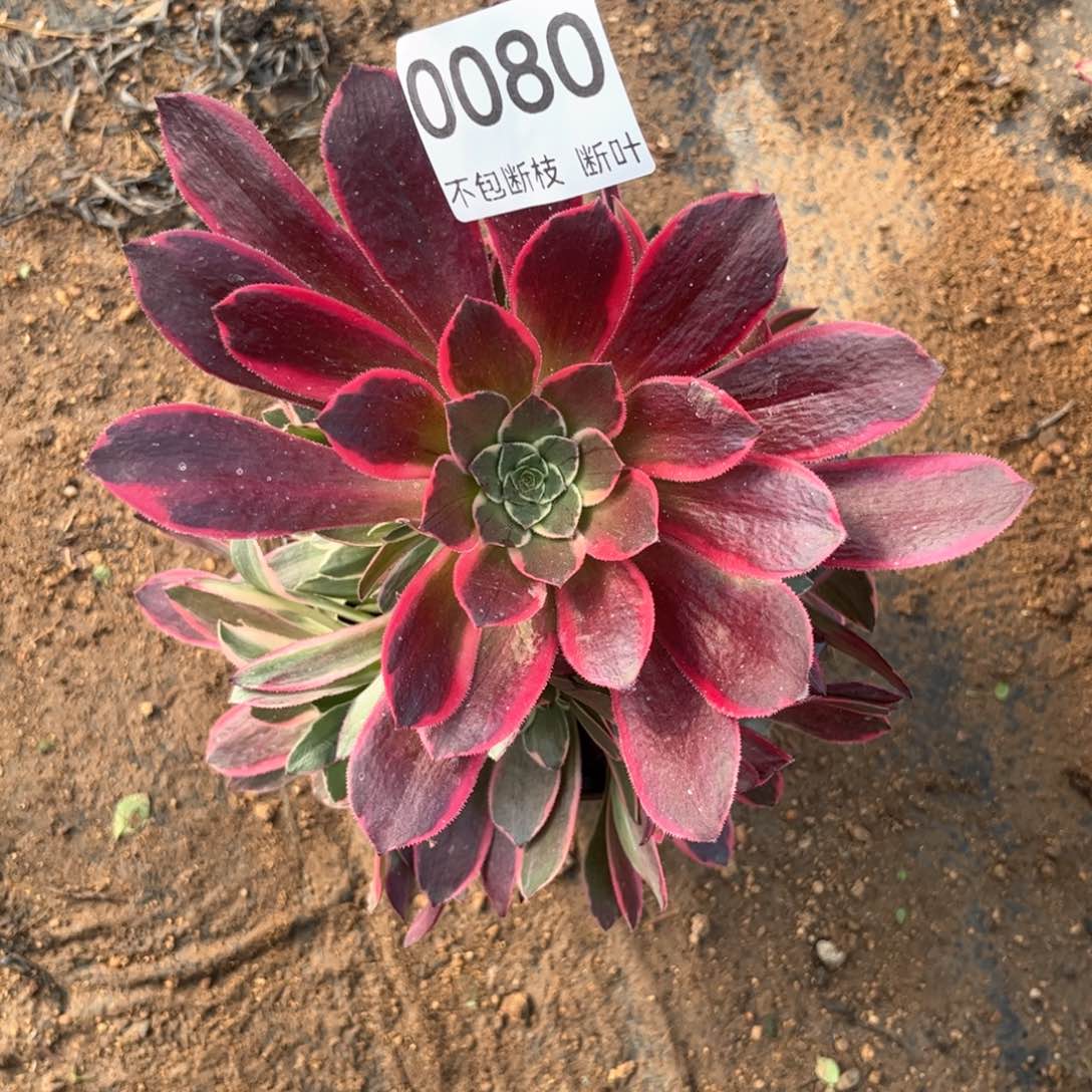 金丝确法师锦，脱土发货