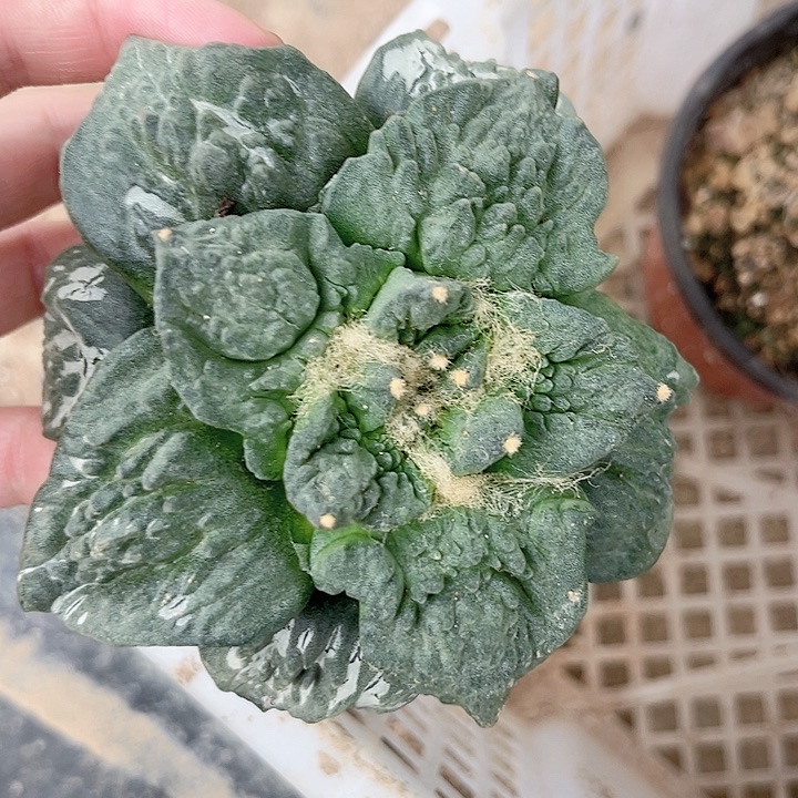 仙人球仙人球仙人球