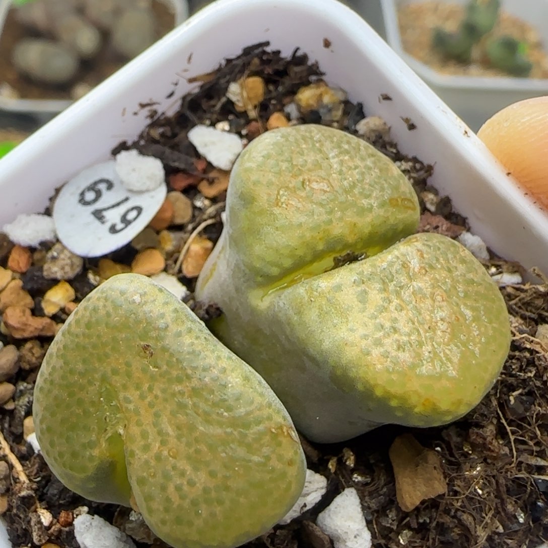 漂漂亮亮多肉植物679