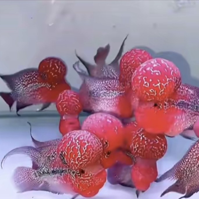 罗汉鱼包邮鱼观赏鱼高起头热带观赏鱼好养耐活红罗汉鱼