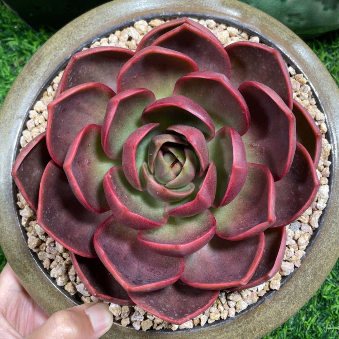 单头红灯多肉植物