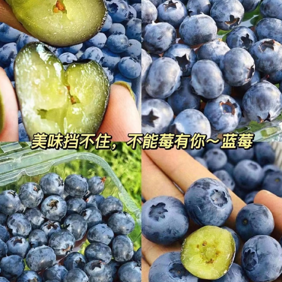 【富贵专属顺丰次日达】云南大果蓝莓4盒500克包邮到家云南省