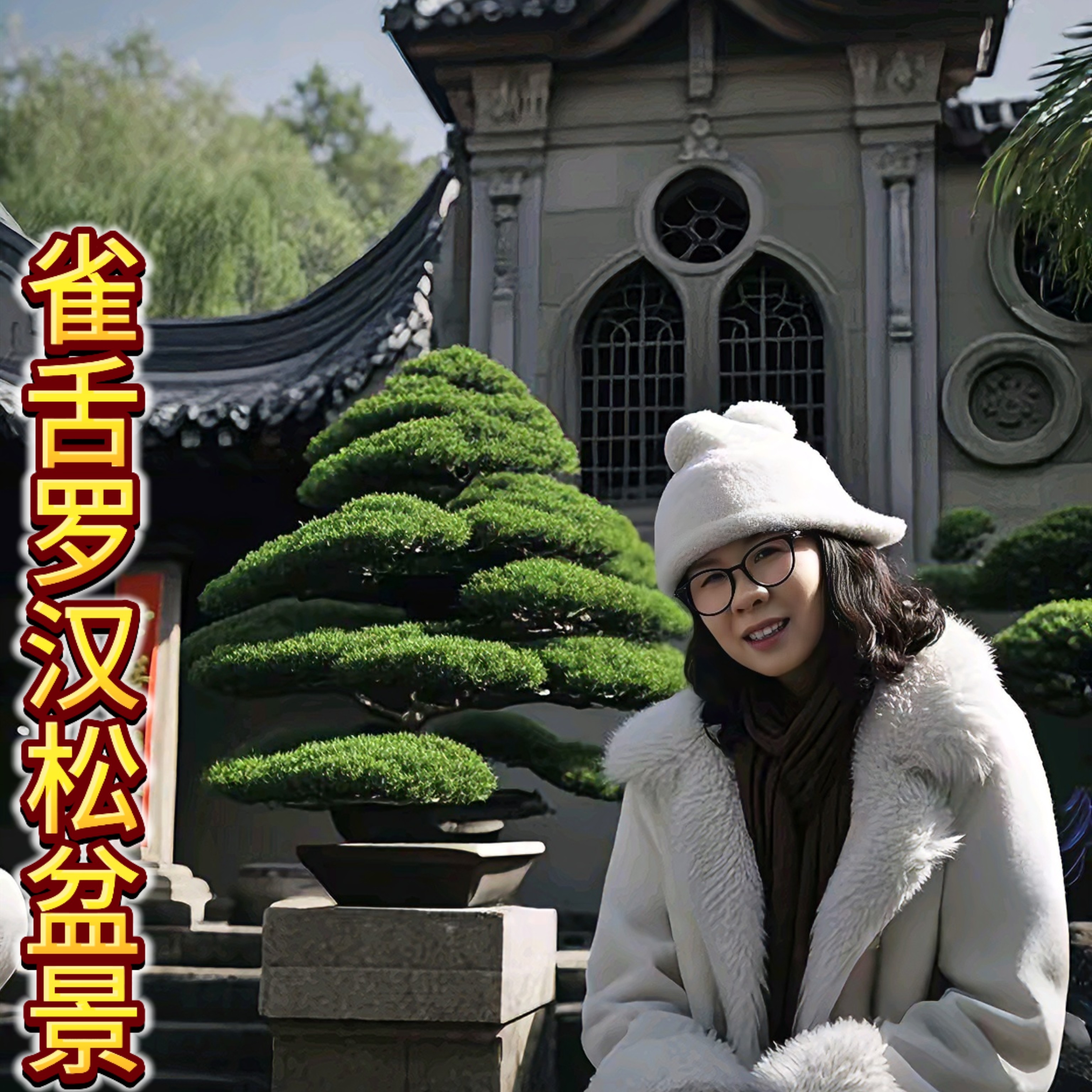 雀舌罗汉松盆景（直播链接拍拍）