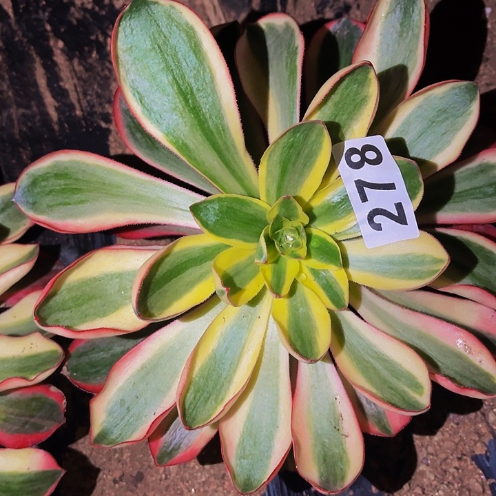 278烈焰多肉植物