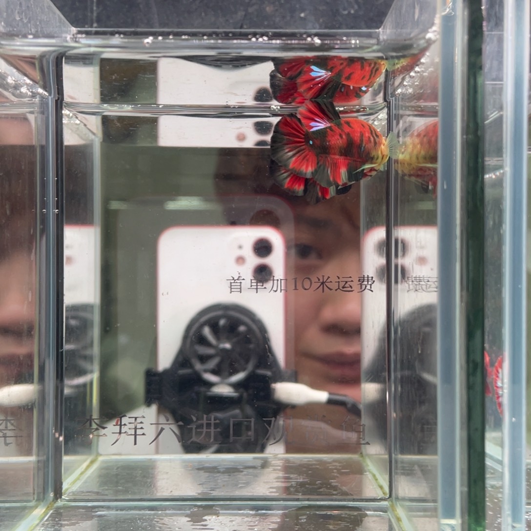 斗鱼印尼精品斗鱼13