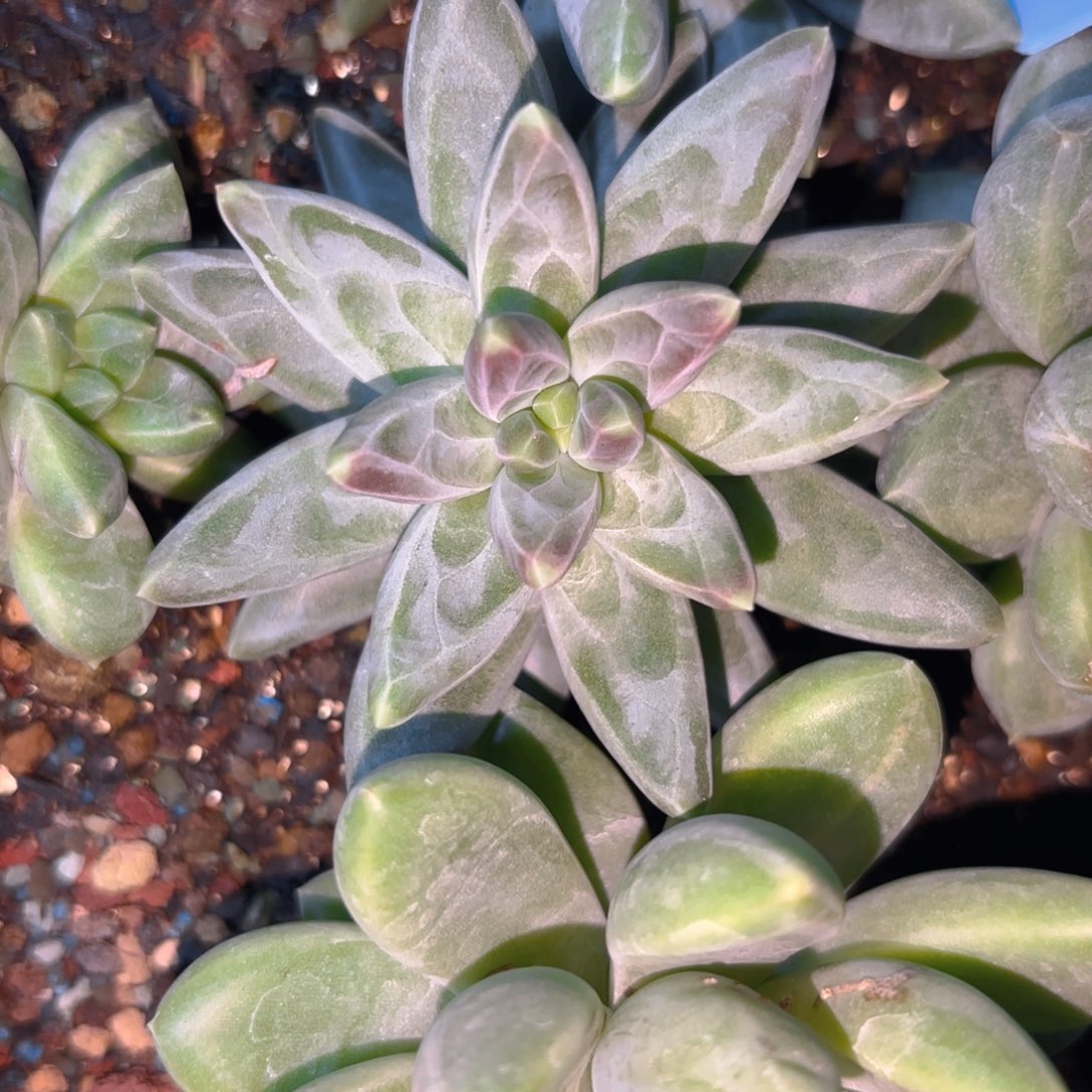 美人个体一物一拍