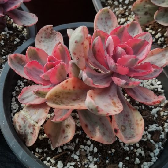 蓝玫瑰白覆轮锦群