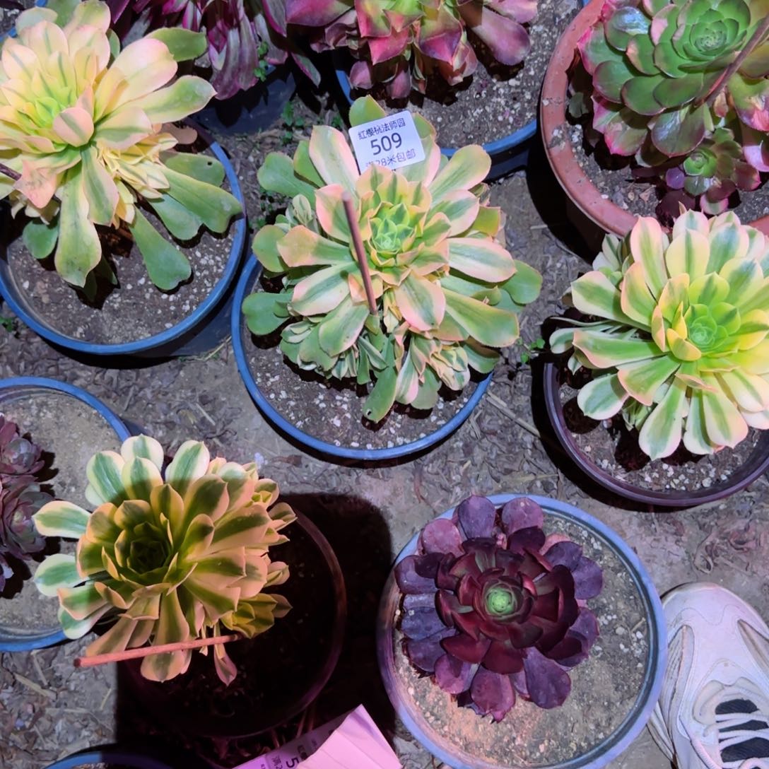 金丝翡翠法师多肉509