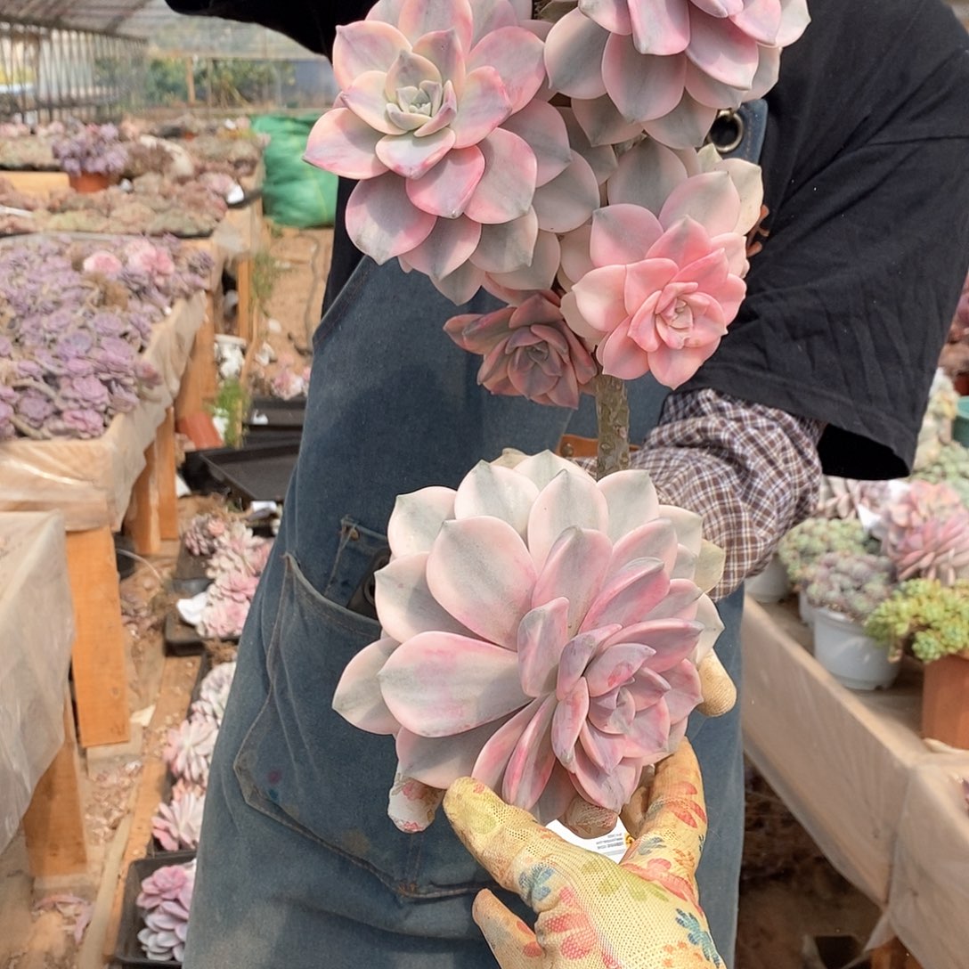 &****】多肉植物紫乐景C42