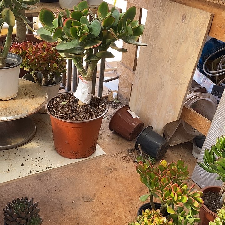 新花月锦多肉植物