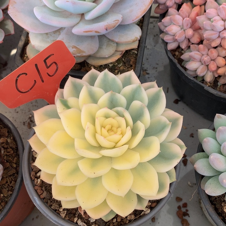 多日子黑武士6262626272