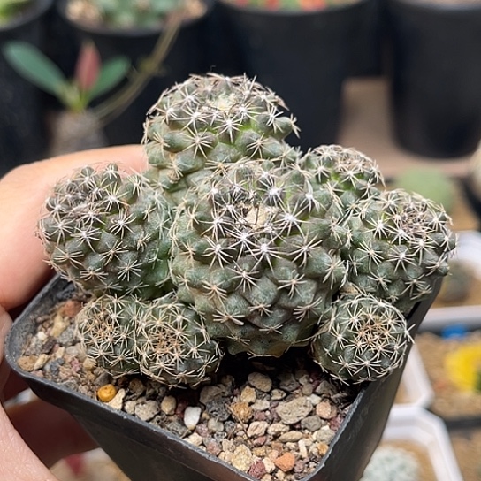 无花朵公子丸群粗跟母本7.3cm