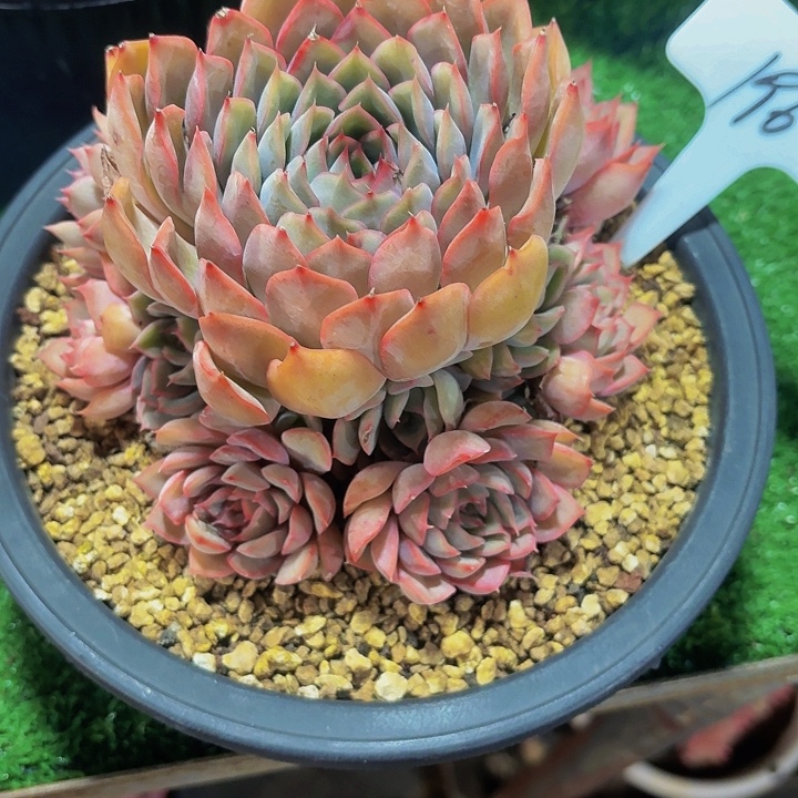 执****丽娟花卉爱格利亚手捧