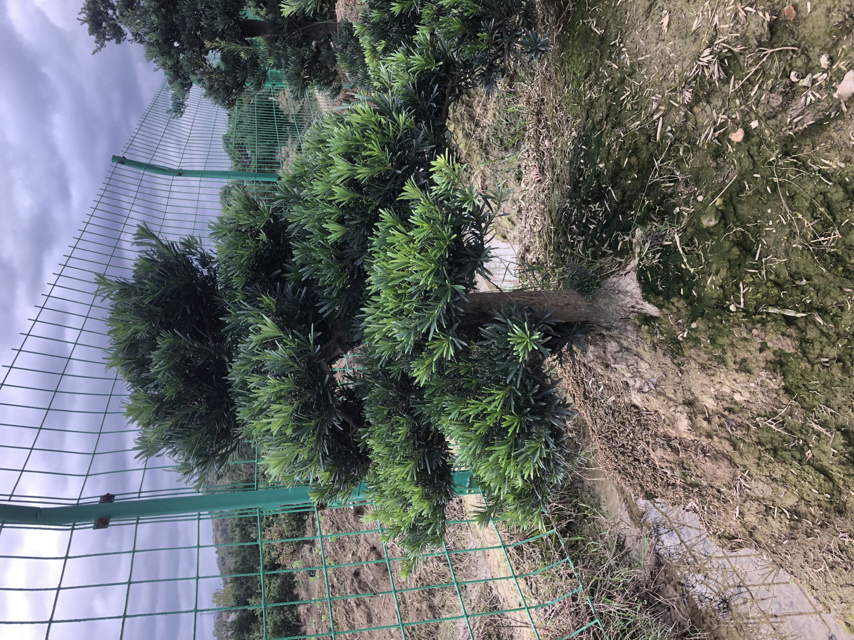 精品罗汉松盆景可展现独特魅力，可盆栽可地栽