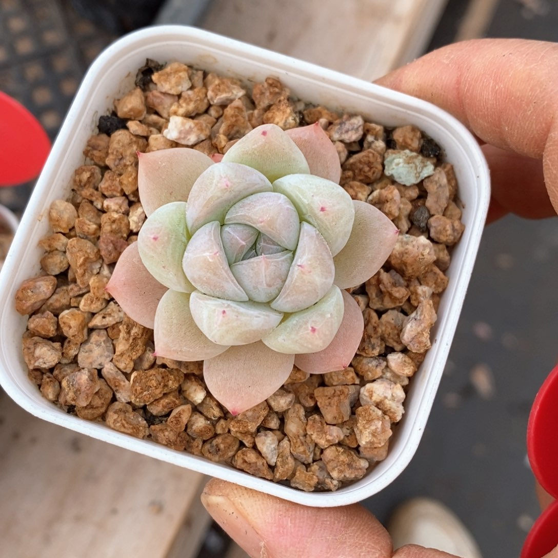 精品多肉一物一拍不包整6