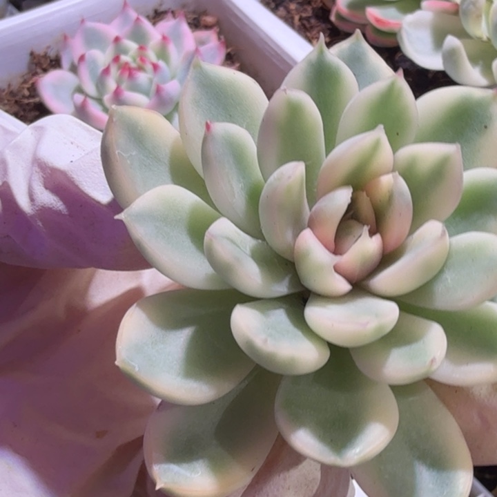 厚叶暗冰锦多肉植物