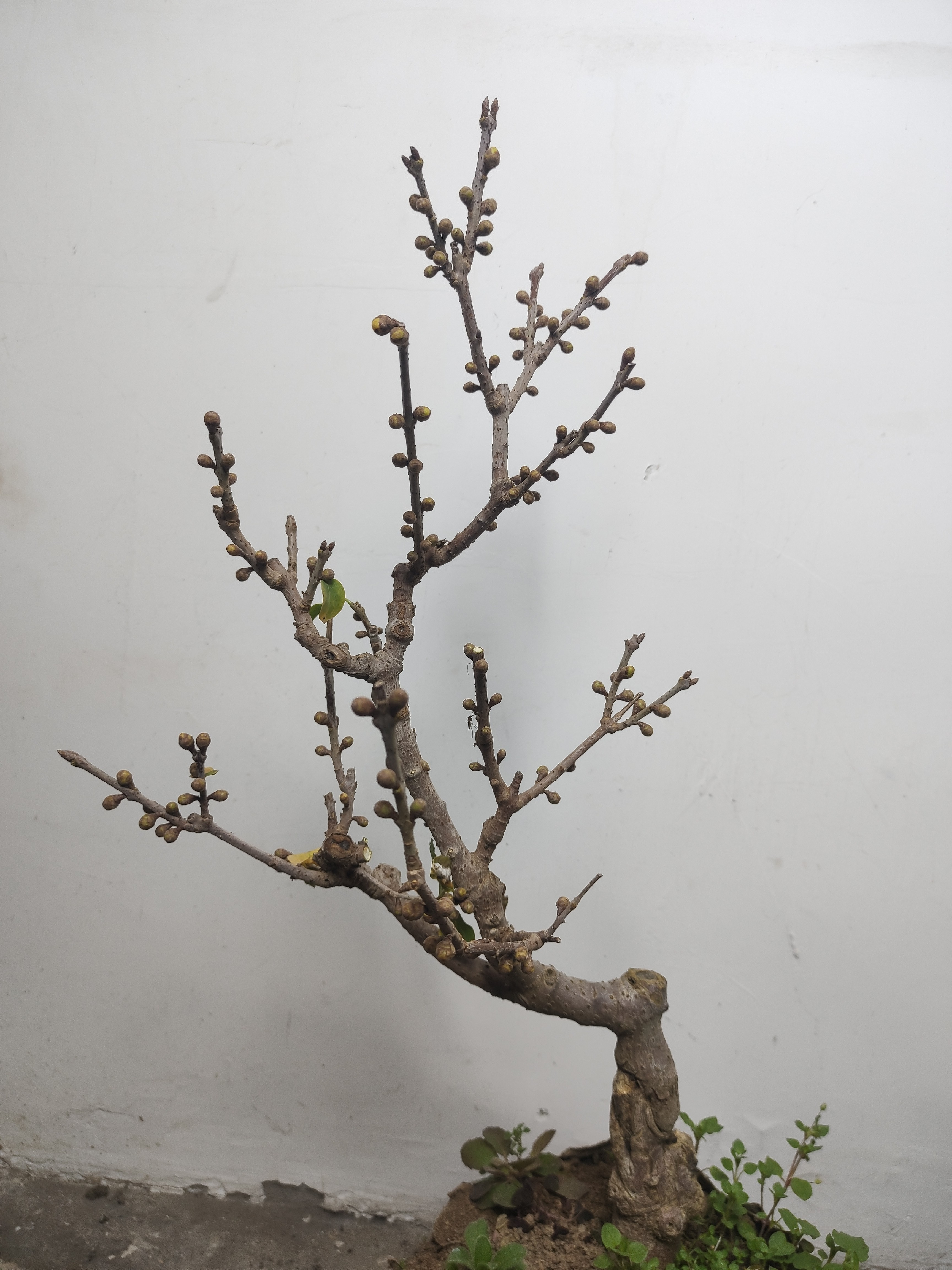 蜡腊梅花老桩盆景耐寒植物室内外庭院阳台好养易活浓香型花卉盆栽