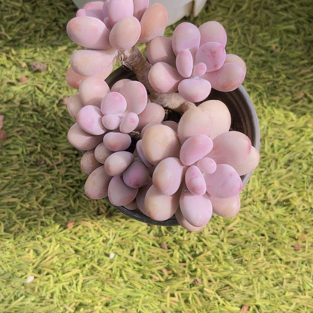 ❥***⁴桃蛋999999999999 