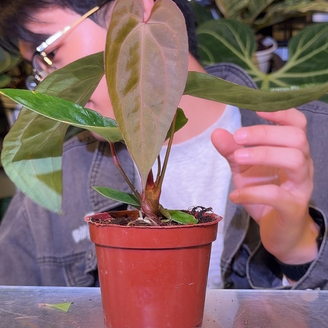 完全开放F681 红脉paip杂水晶