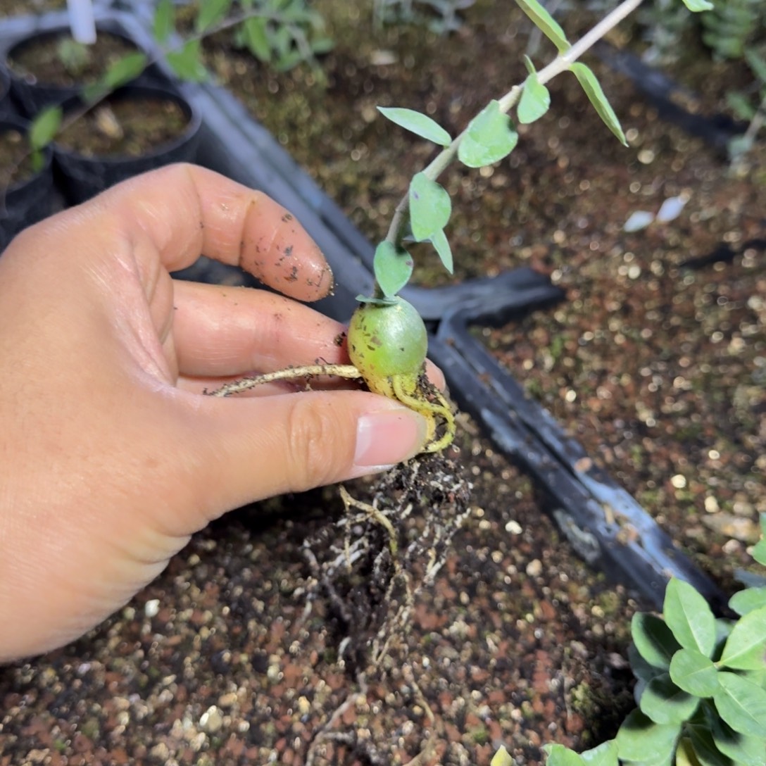 火星人块根多肉植物