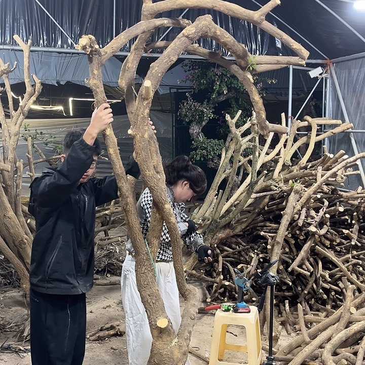 无花朵小叶紫一物一拍1200