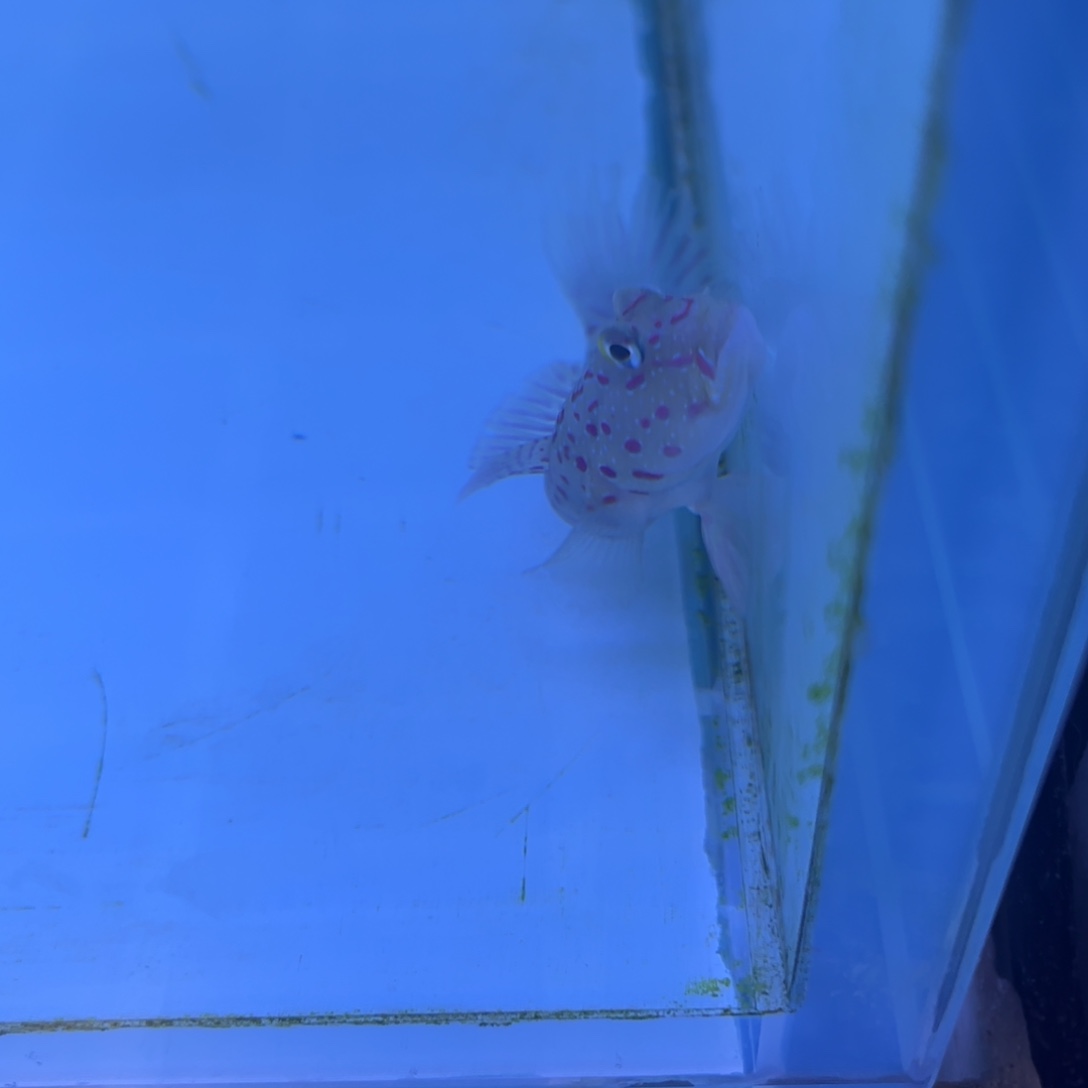 粉红蓝点虾虎海水鱼