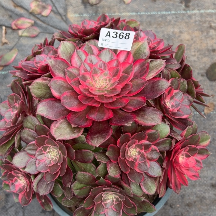 368黑魔锦22厘米左右