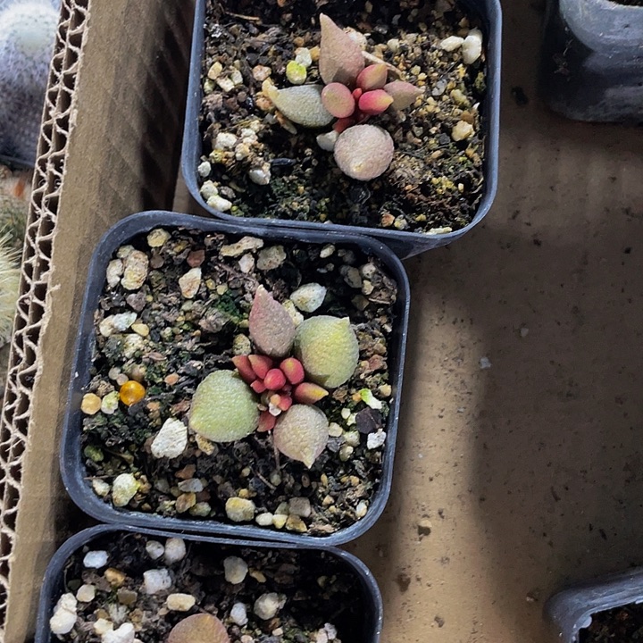 小辣椒水泡带盆土发