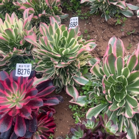 692雨花石不包断枝