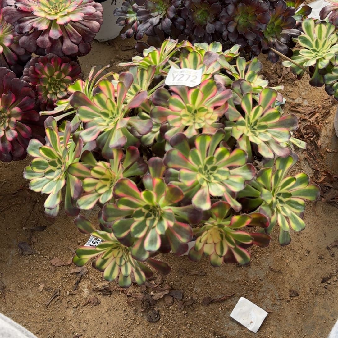 272冰激凌官服30左右2