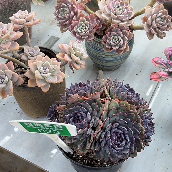 花***夕蓝色腰姬多肉植物023