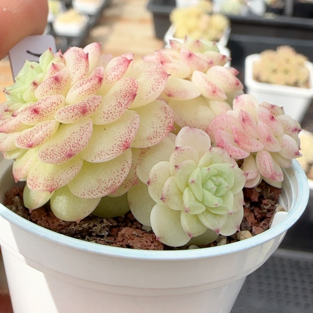 一***哦【闪购商品】0209-105（ht-62）