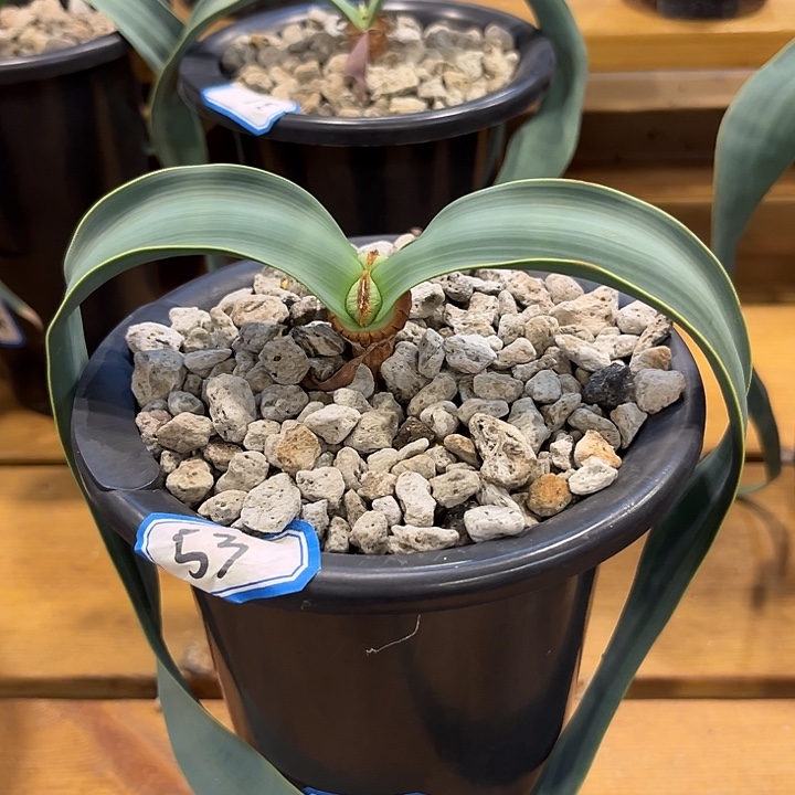 C***~汤圆植物53百岁兰