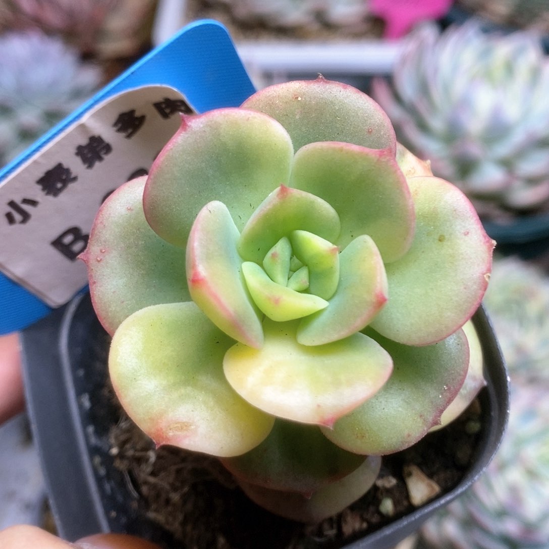 217尼克沙拉锦锦锦锦锦