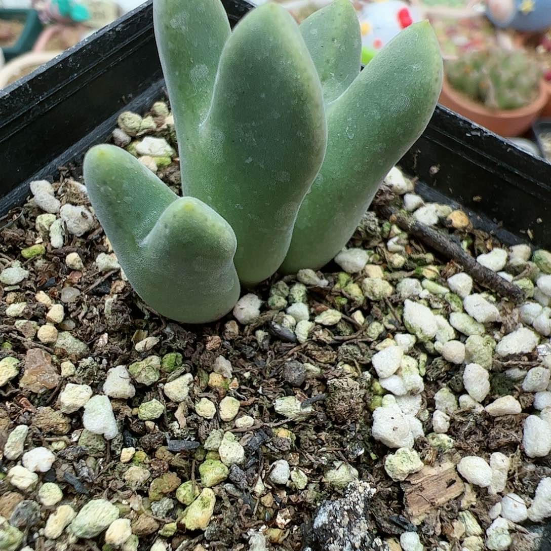 【闪购商品】103 猪蹄