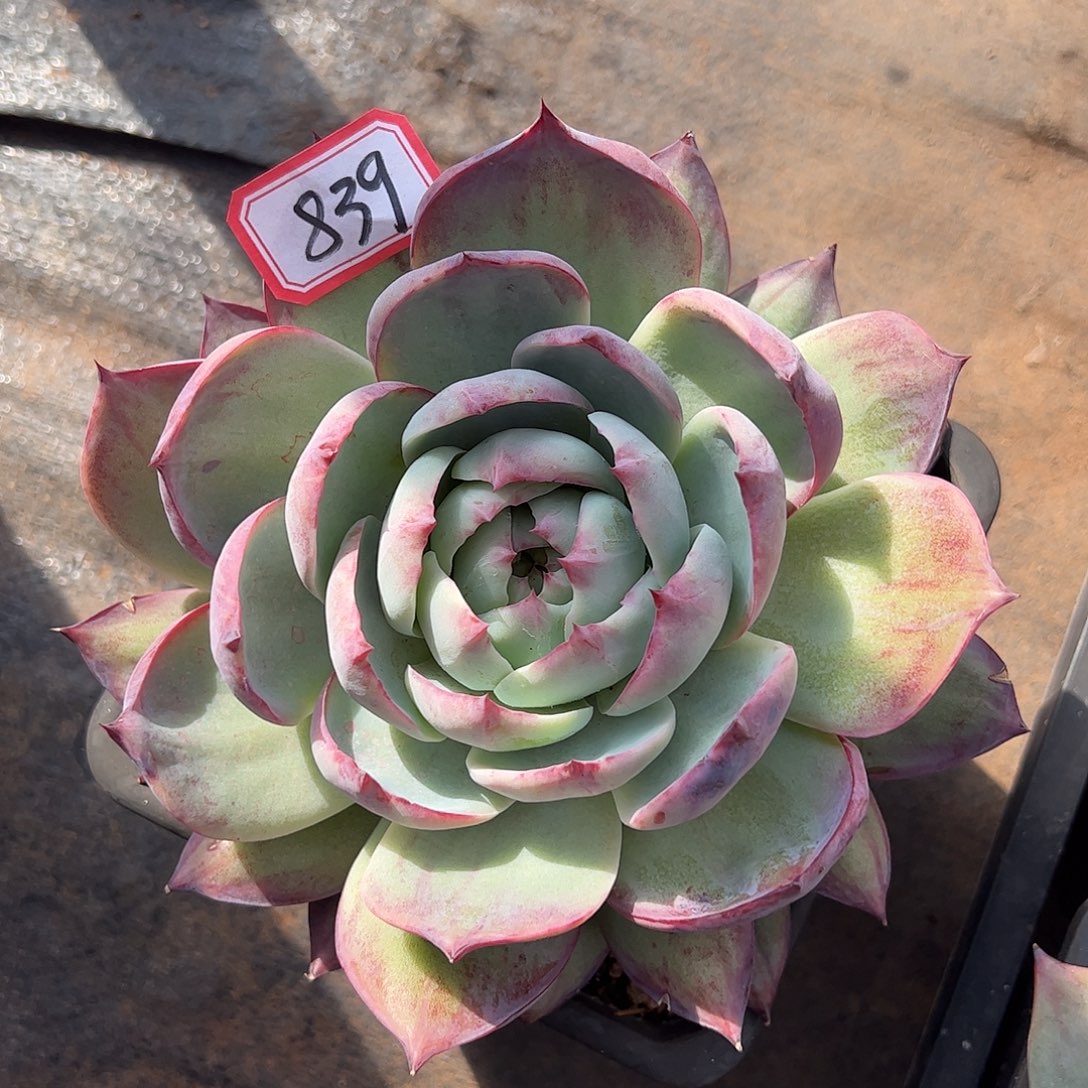 默***沉839号惊鸿仙子，一物一拍