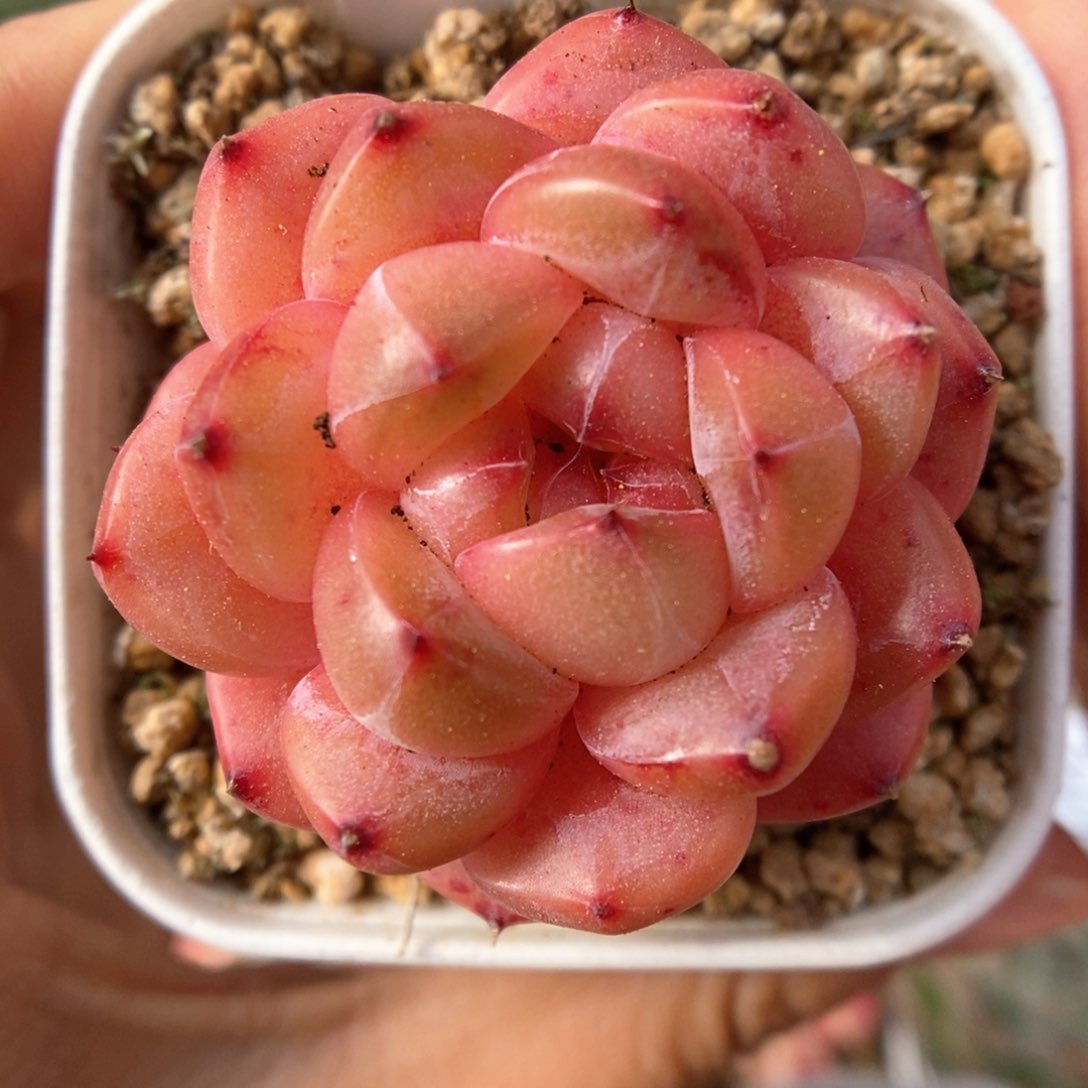 爱丽丝系列可拍521号。