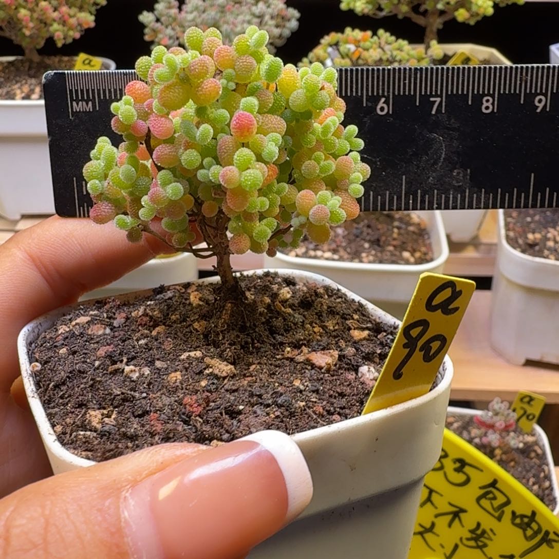 a90号橘子糖冠服5厘米左右