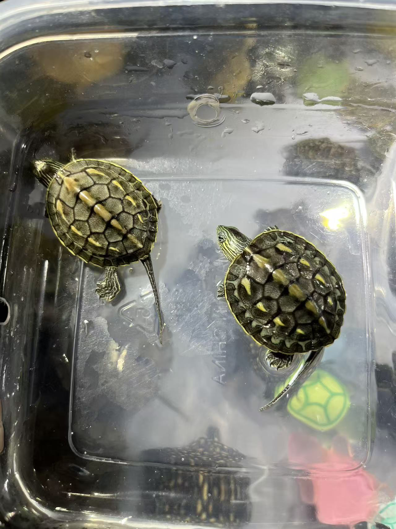 两只小花龟全品小苗子