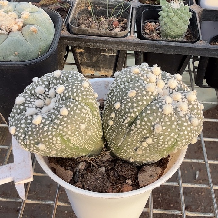 实生大兜2头10仙人球