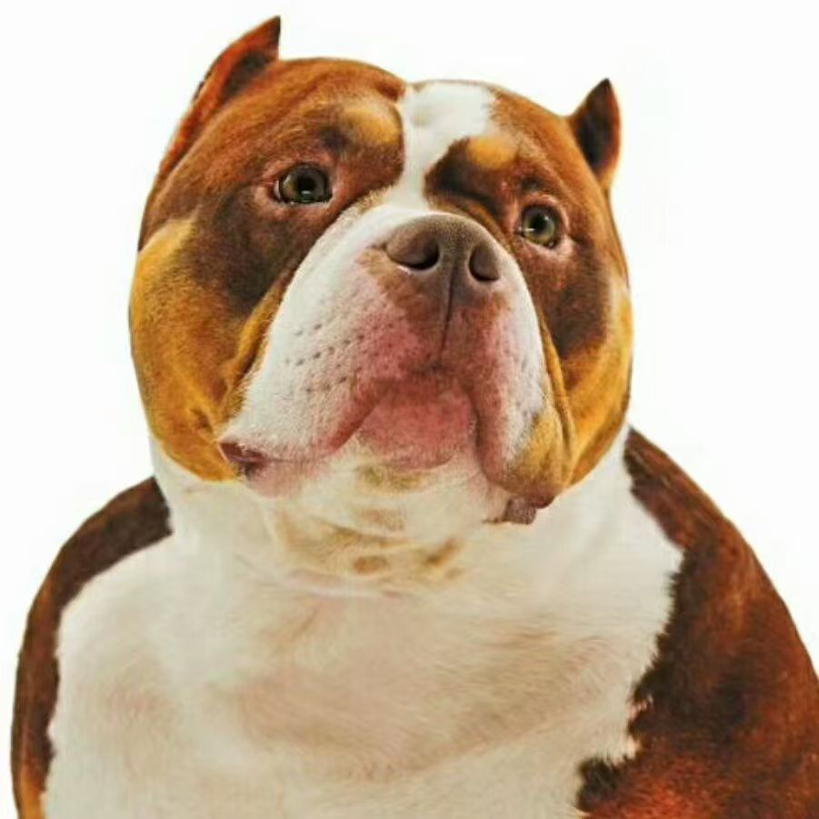 【baymax犬舍】恶霸犬幼犬活体狗狗宠物狗    