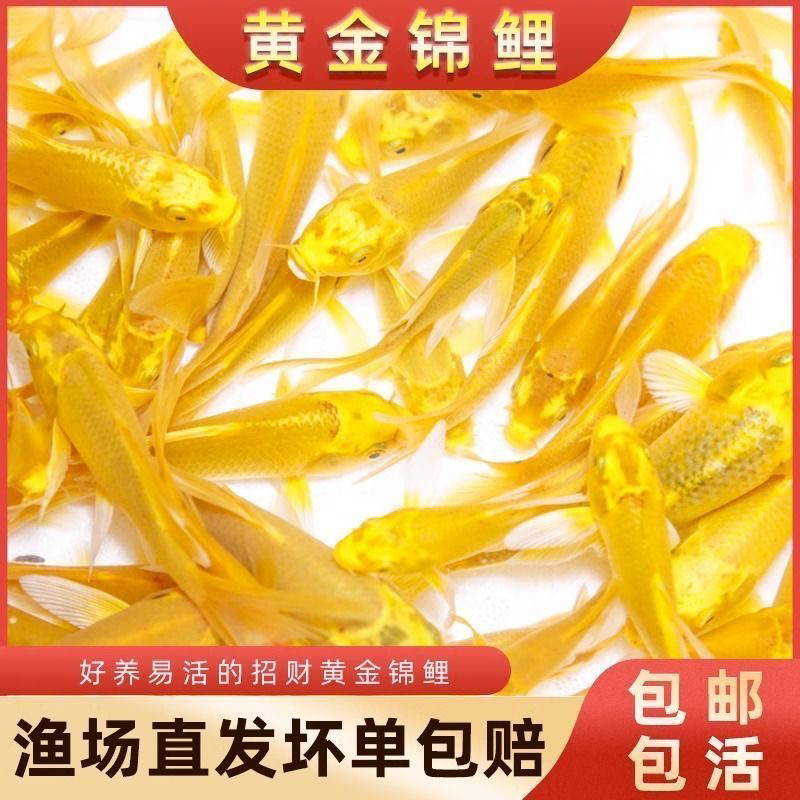 黄金龙凤黑金锦鲤好养招财鱼渔场直发颜色混搭