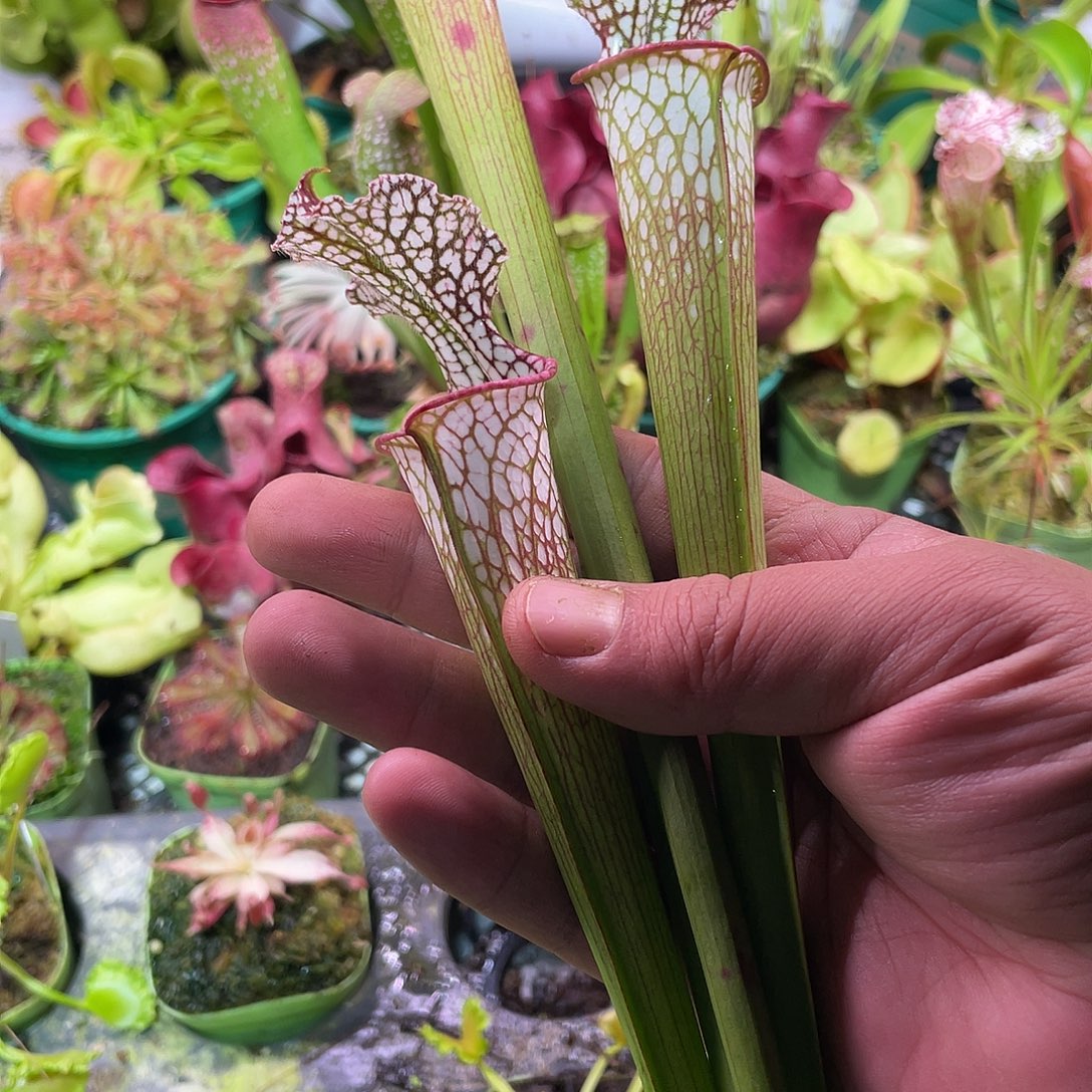 完全开放粉嘴白瓶