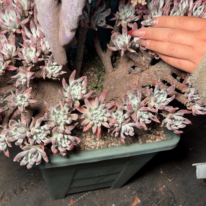 独*1747哈哈哈哈哈哈哈