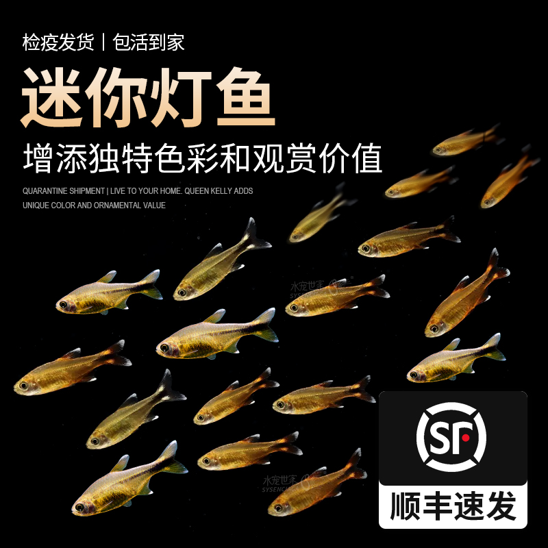 迷你灯鱼柠檬灯银尖灯科鱼淡水热带鱼苗观赏鱼群游草缸小型鱼活体