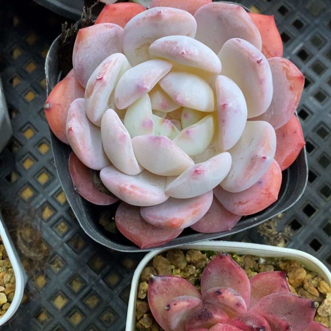 精品多肉一物一拍不包整292