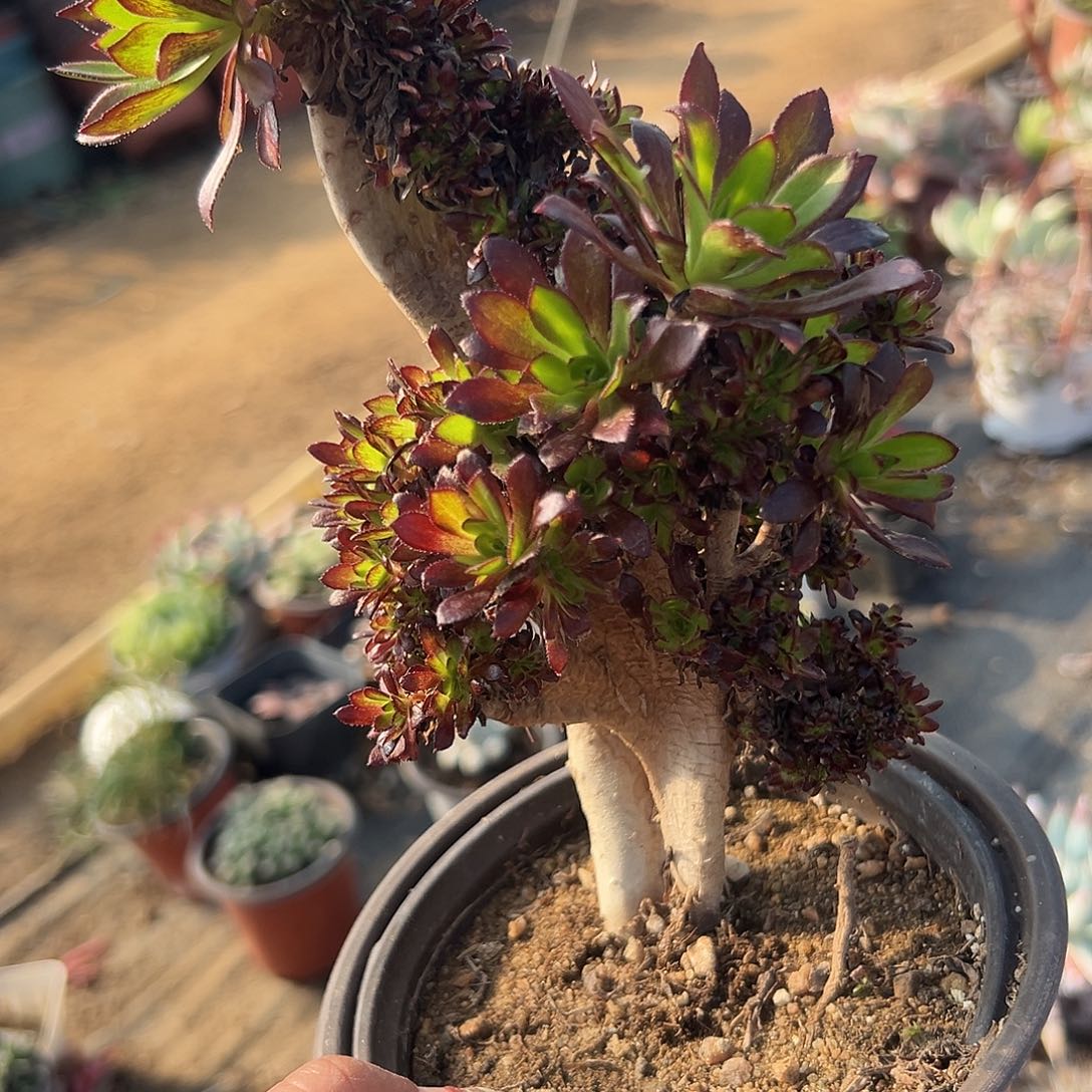 多肉植物黑法师缀化