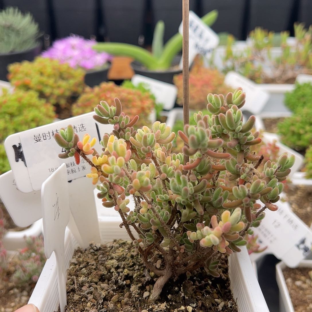 Z****?49号晶莹锦12.26多肉