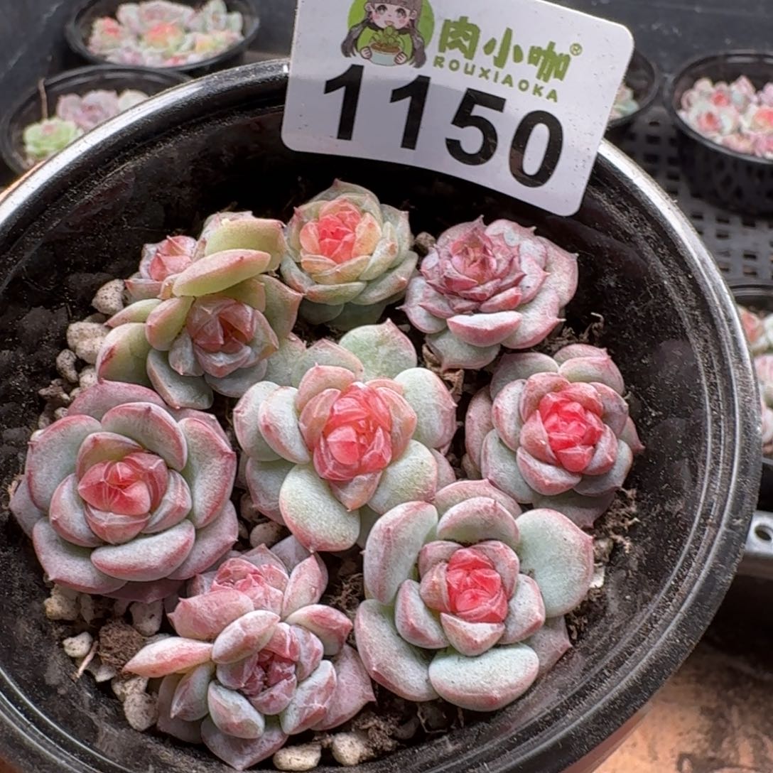 多肉植物多肉植物