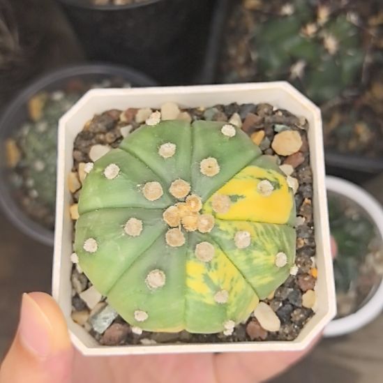 星兜锦直径5。。。。。。。